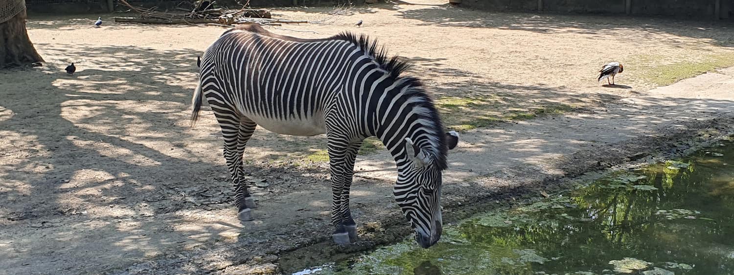 Frankfurt Zoo