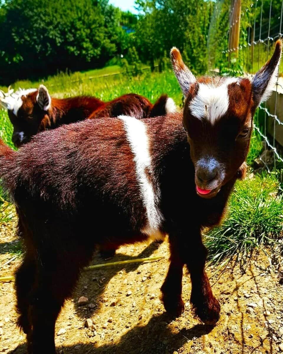 Goats at Bath City Farm