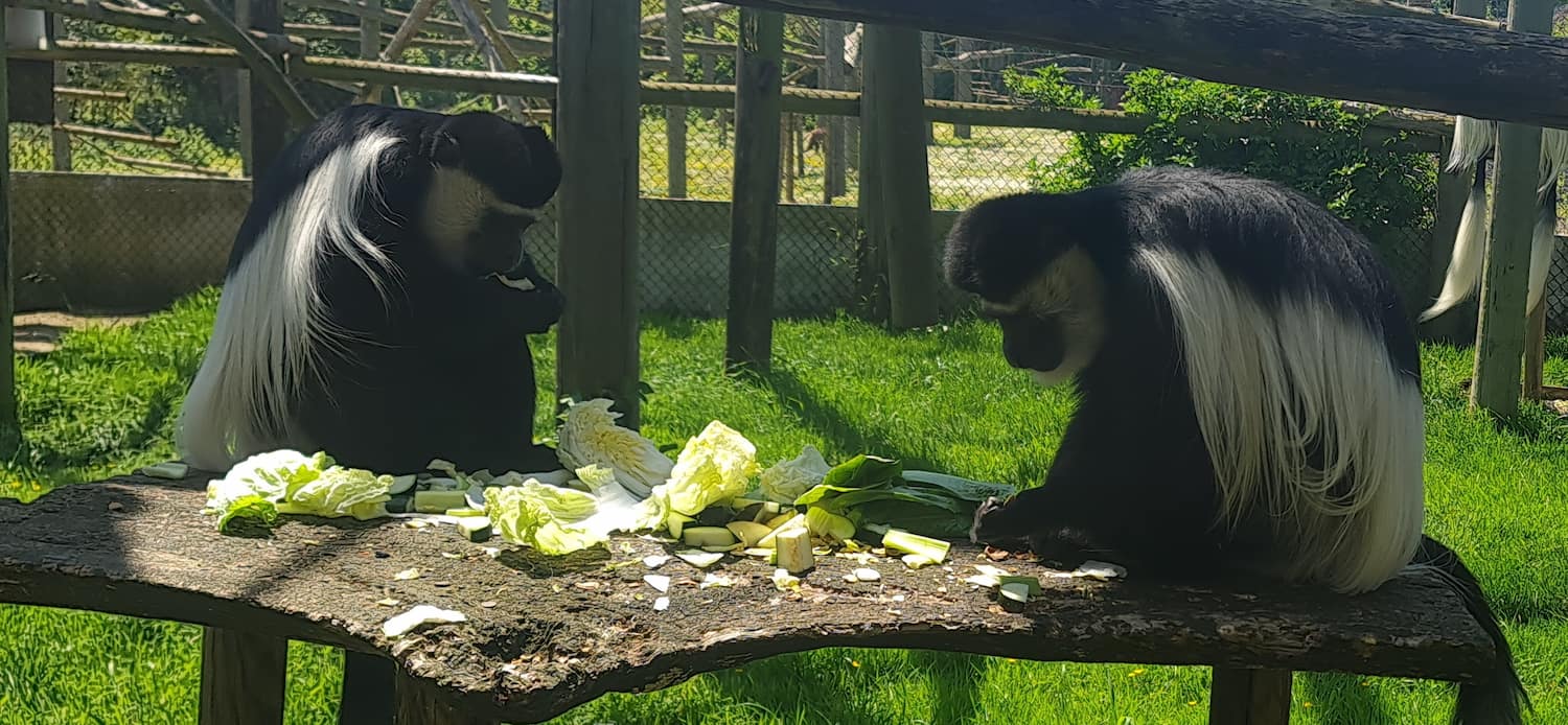 Howletts Wild Animal Park, Canterbury