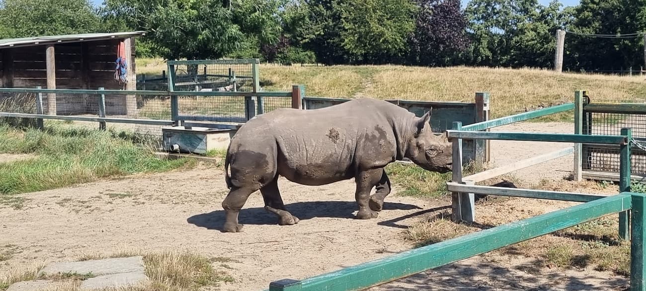 Howletts Wild Animal Park, Canterbury