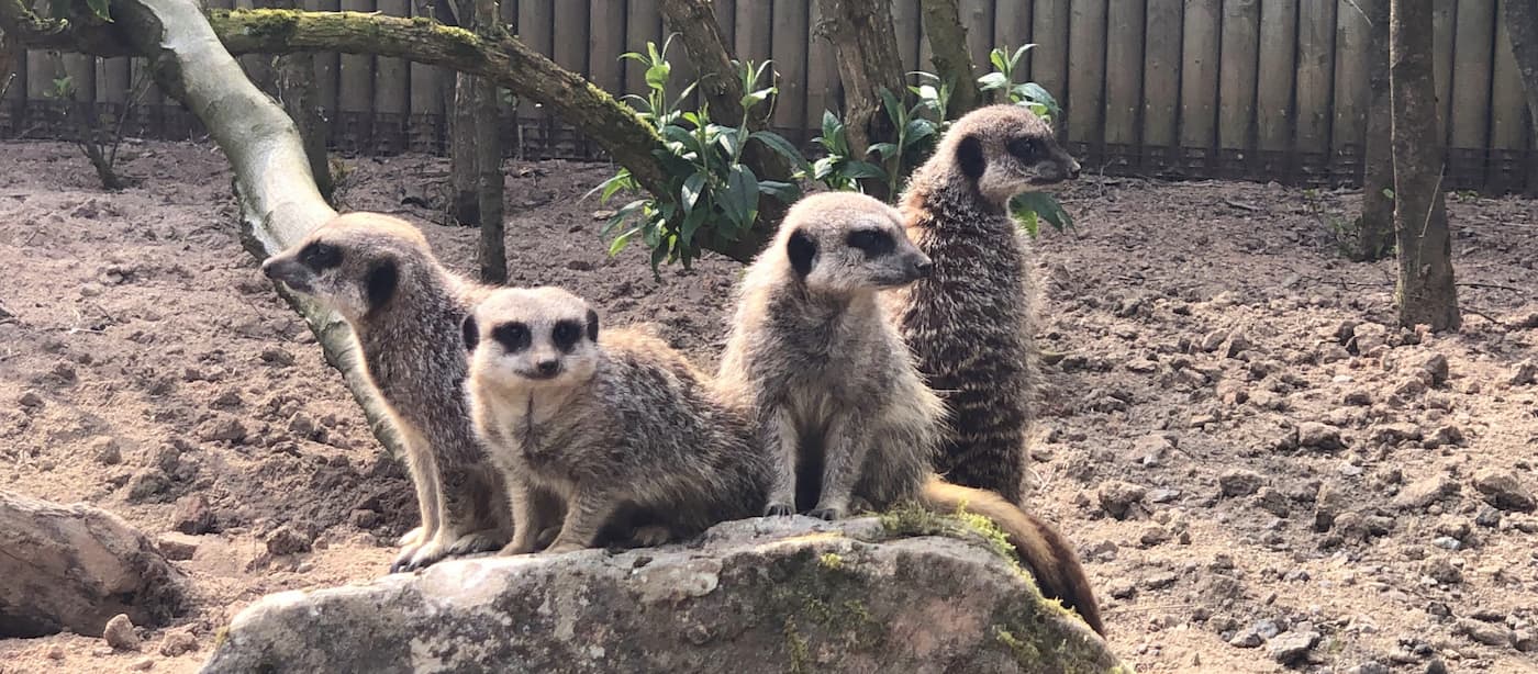 Knowsley Safari Park