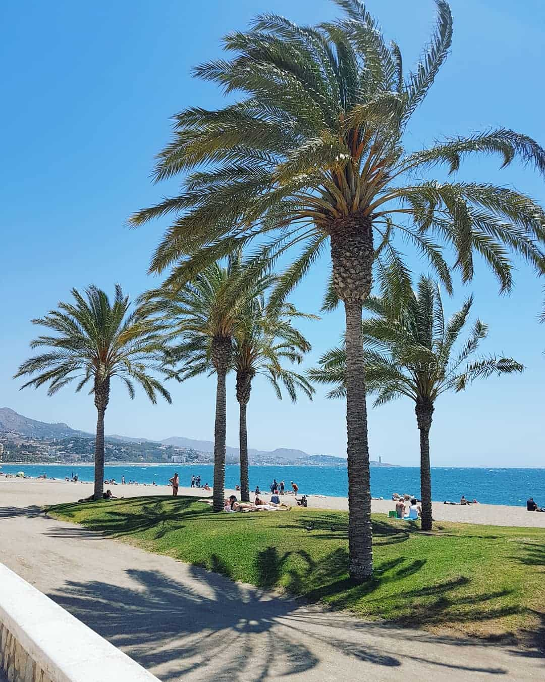 La Malagueta Beach Palm, Spain