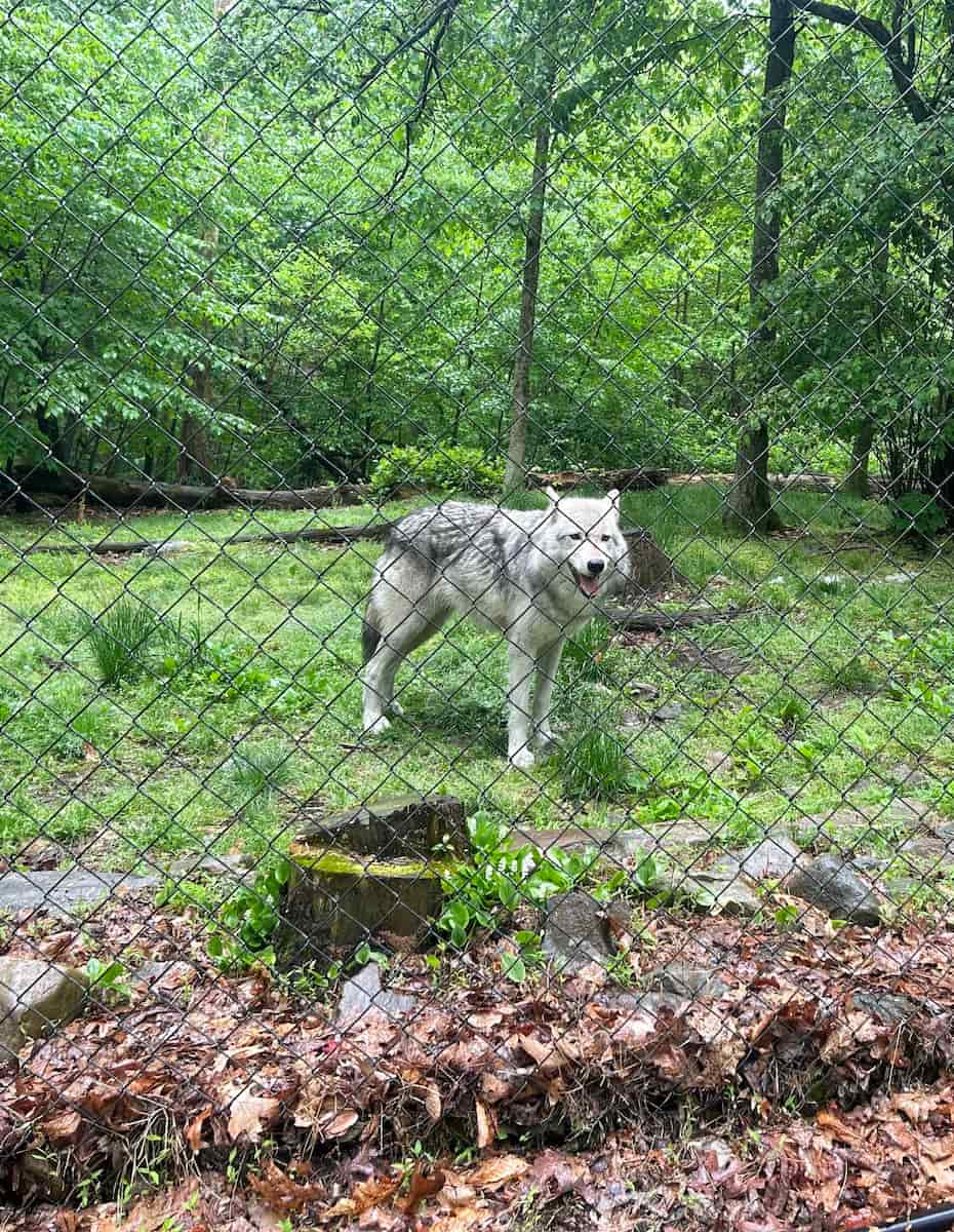 Lakota Wolf Preserve