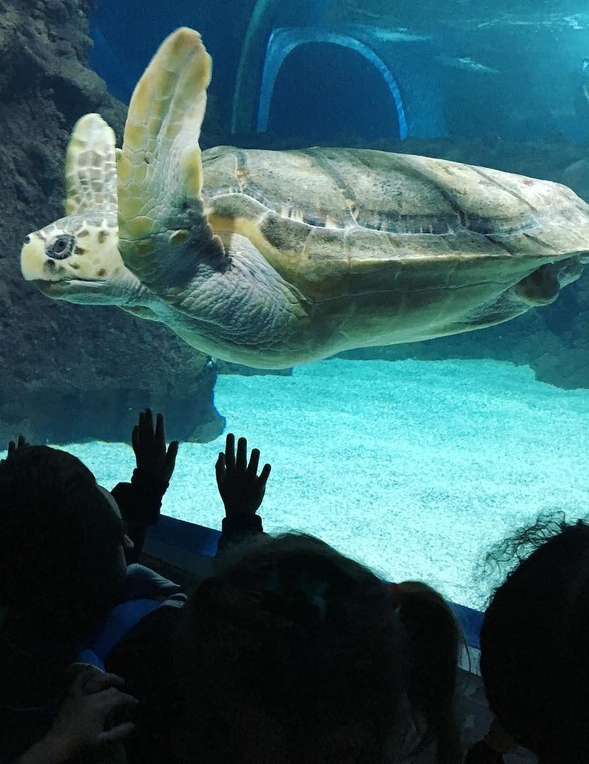 Lanzarote Aquarium