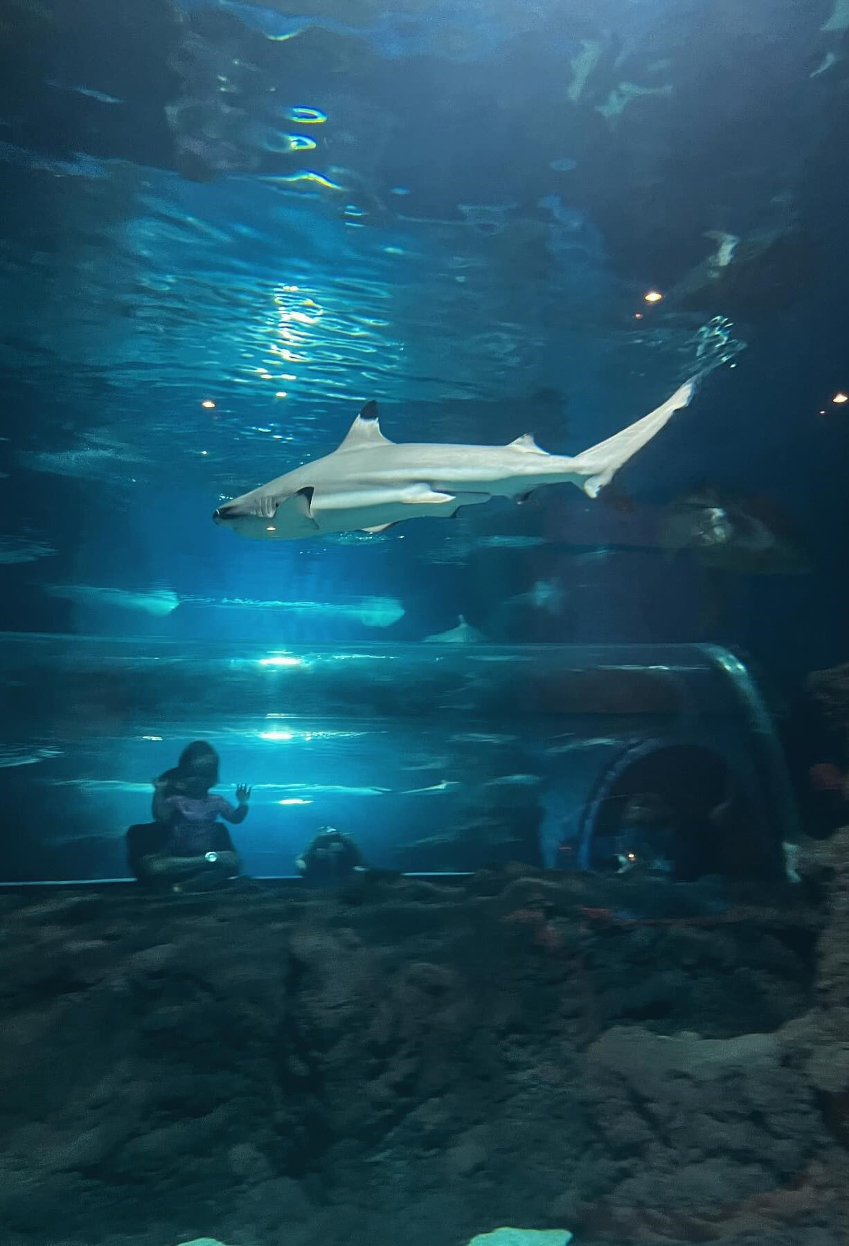 Lanzarote Aquarium