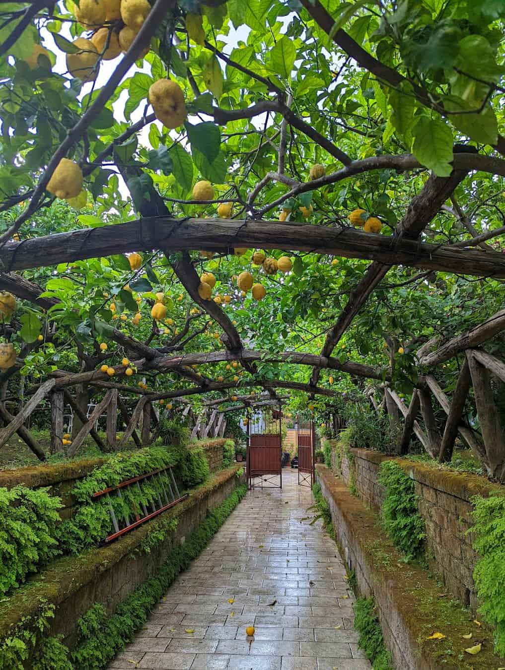 Lemon Groves, Italy