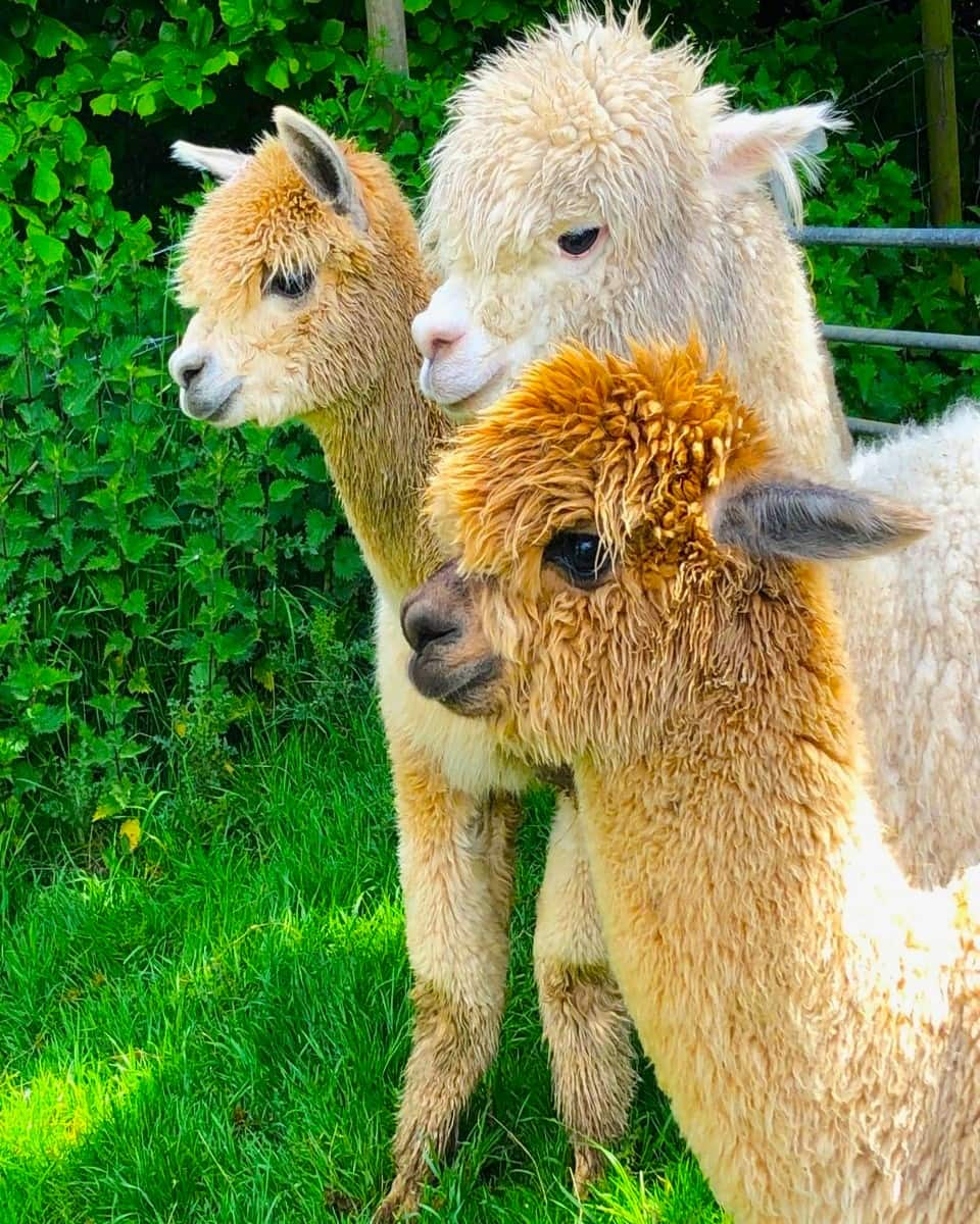 Llamas at Bath City Farm