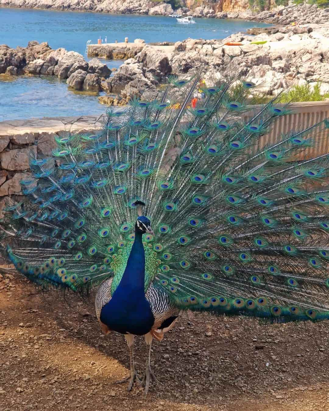 Lokrum Island Peacock