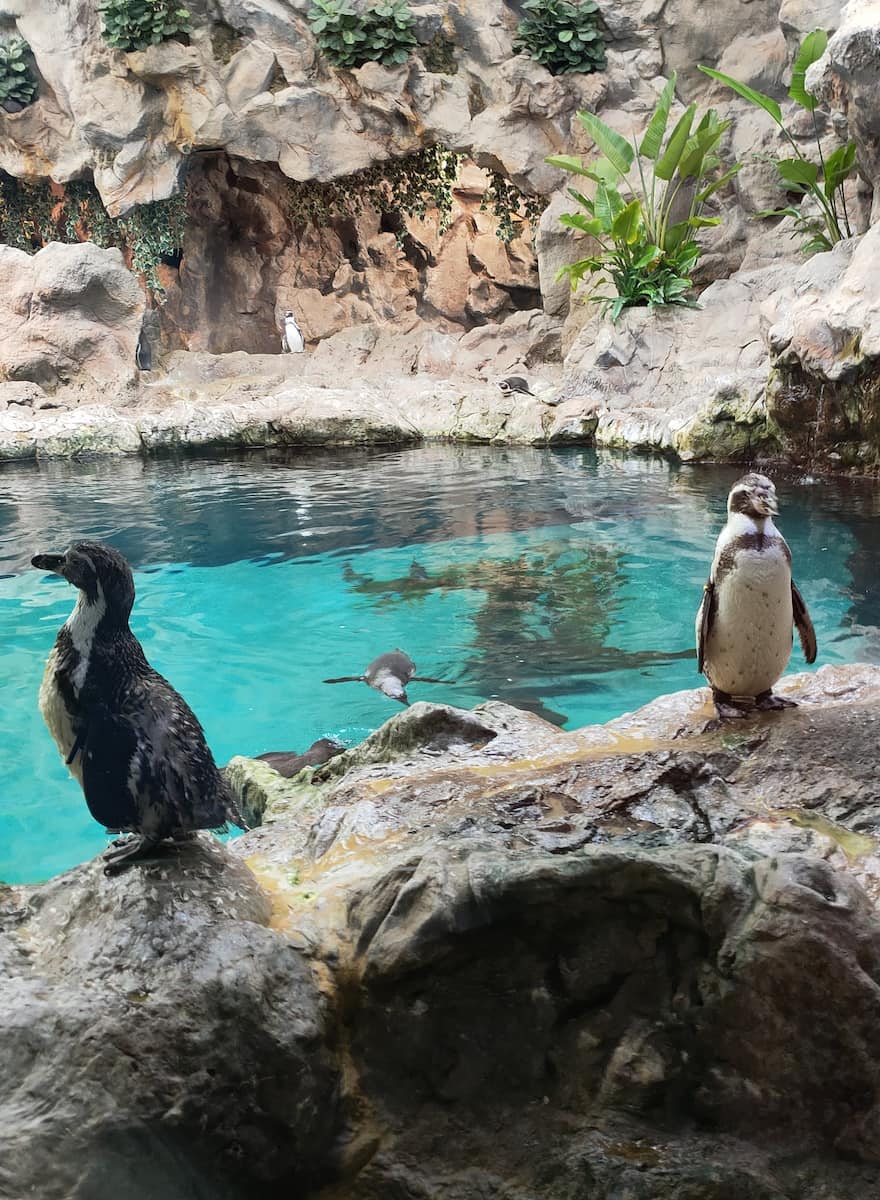 Loro Park, Tenerife