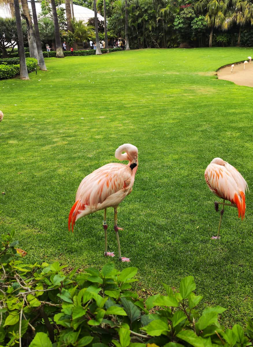 Loro Park, Tenerife