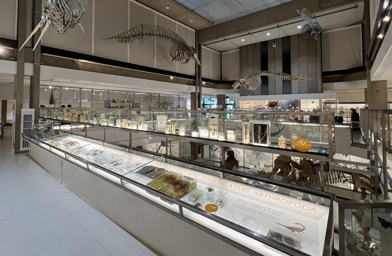 University Museum of Zoology