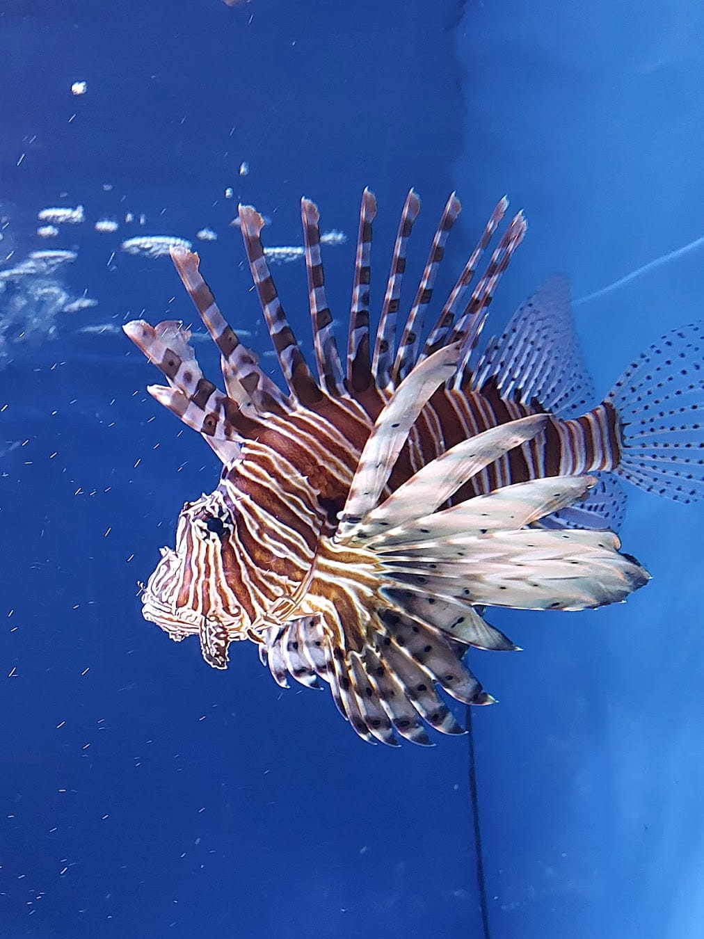 Naples Aquarium, Italy