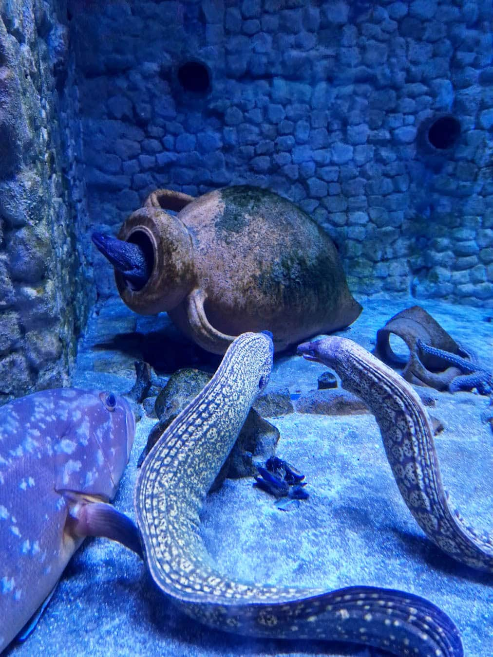 Naples Aquarium, Italy