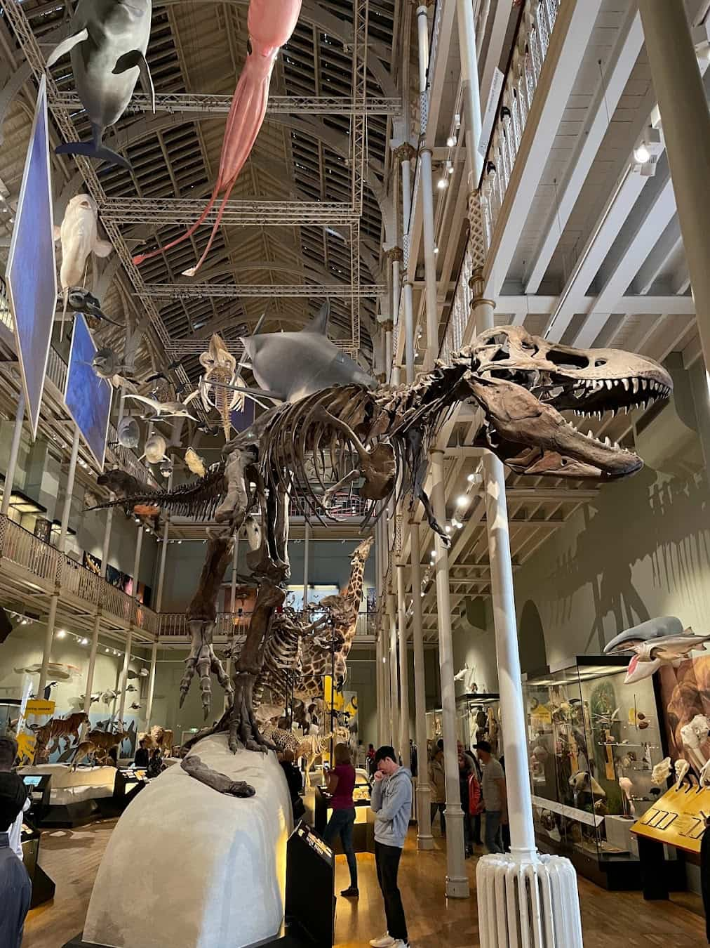 National Museum of Scotland Dinosaur Skeleton