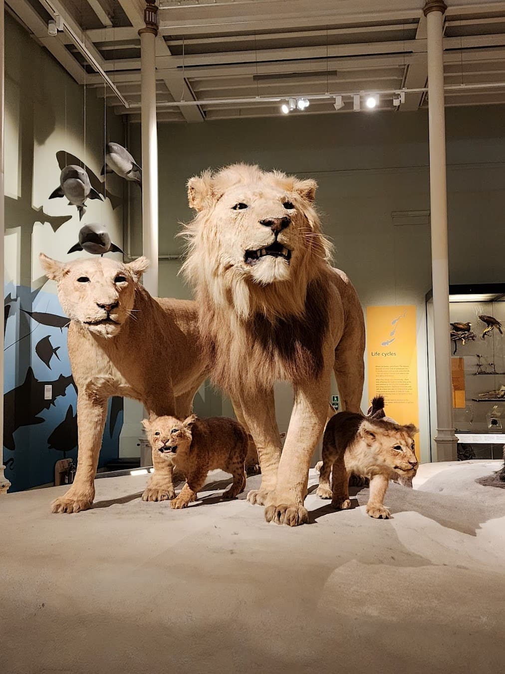 National Museum of Scotland Stuffed Animal