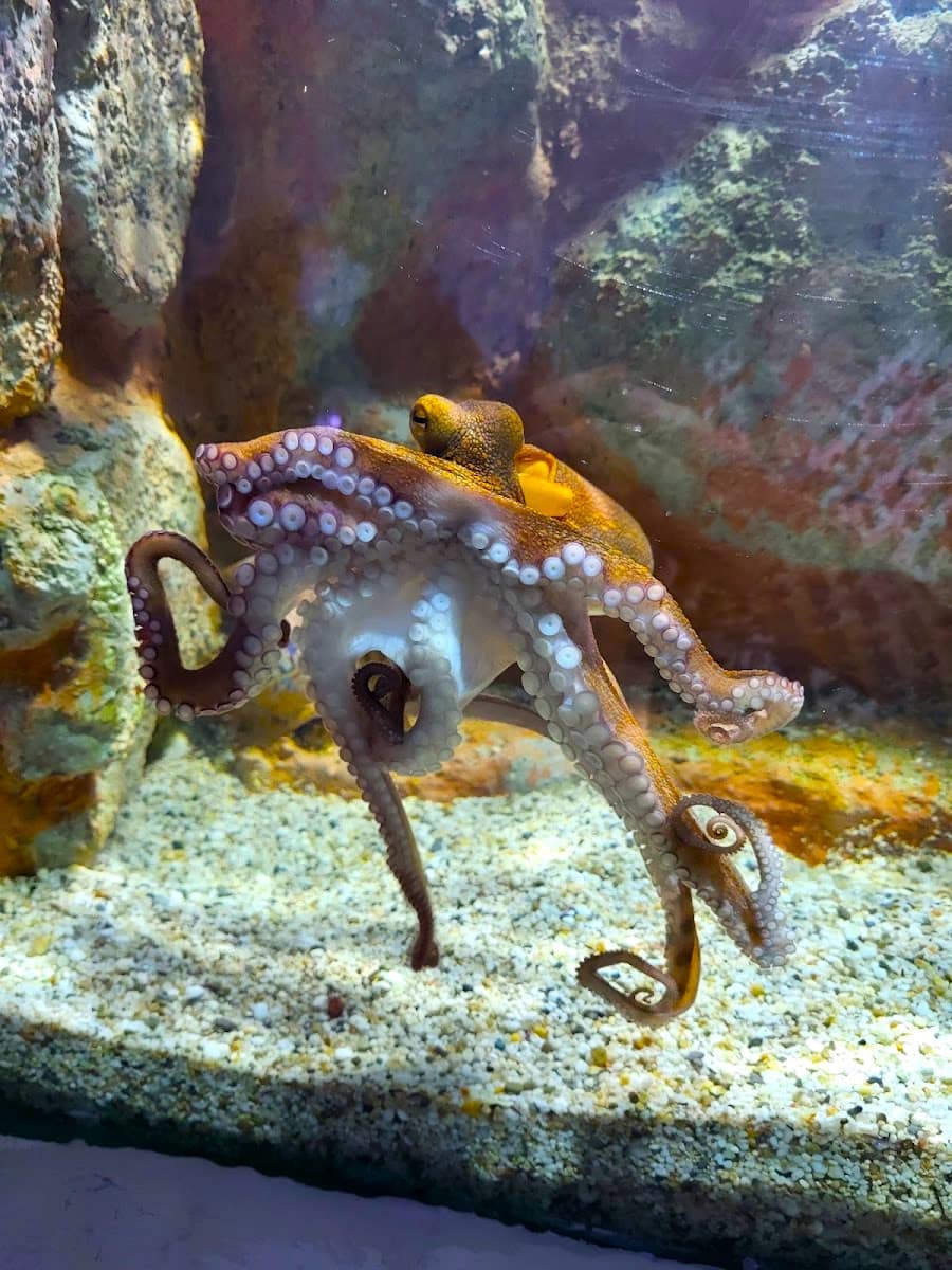 Octopus, Aquaworld Aquarium