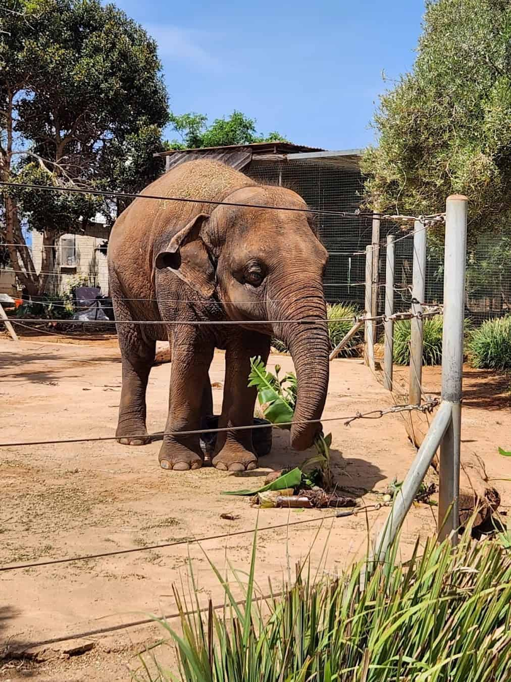 Paphos Zoo Elephant, Cyprus