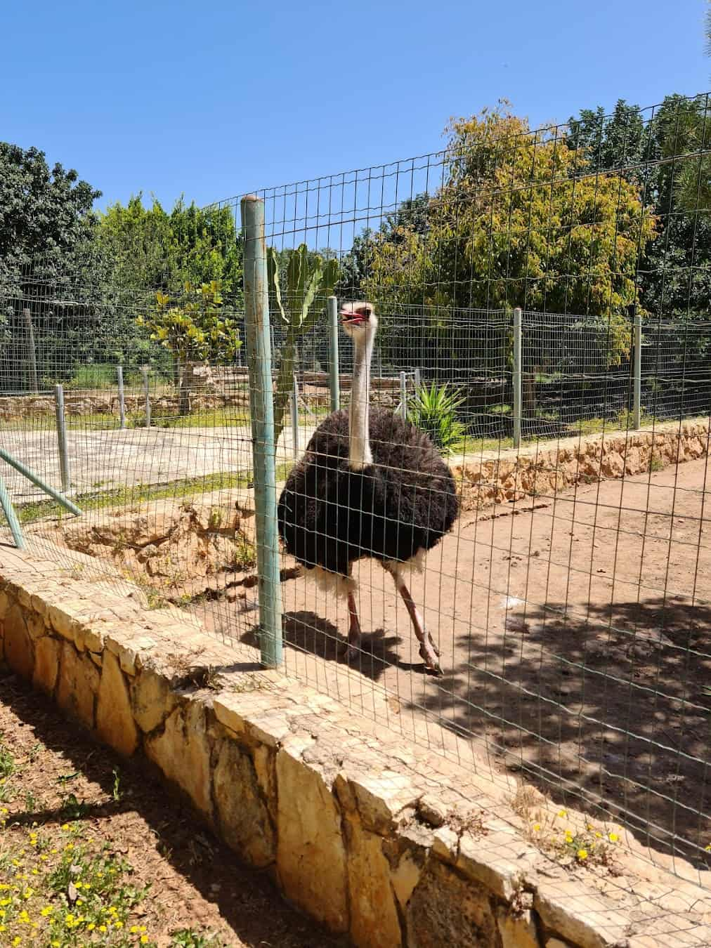 Paphos Zoo Ostrich, Cyprus