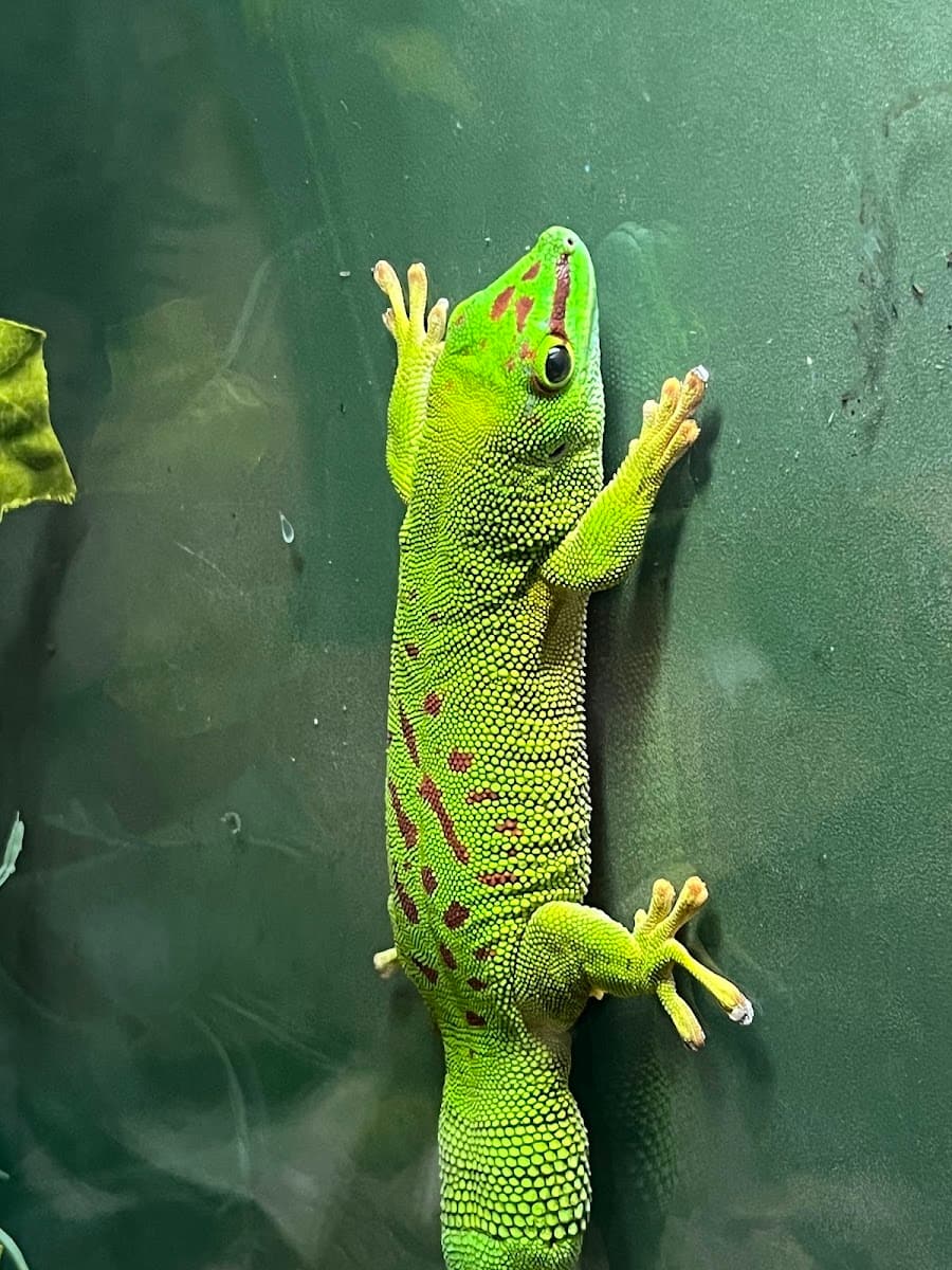 Phelsuma Grandis Gecko, Aquaworld Aquarium