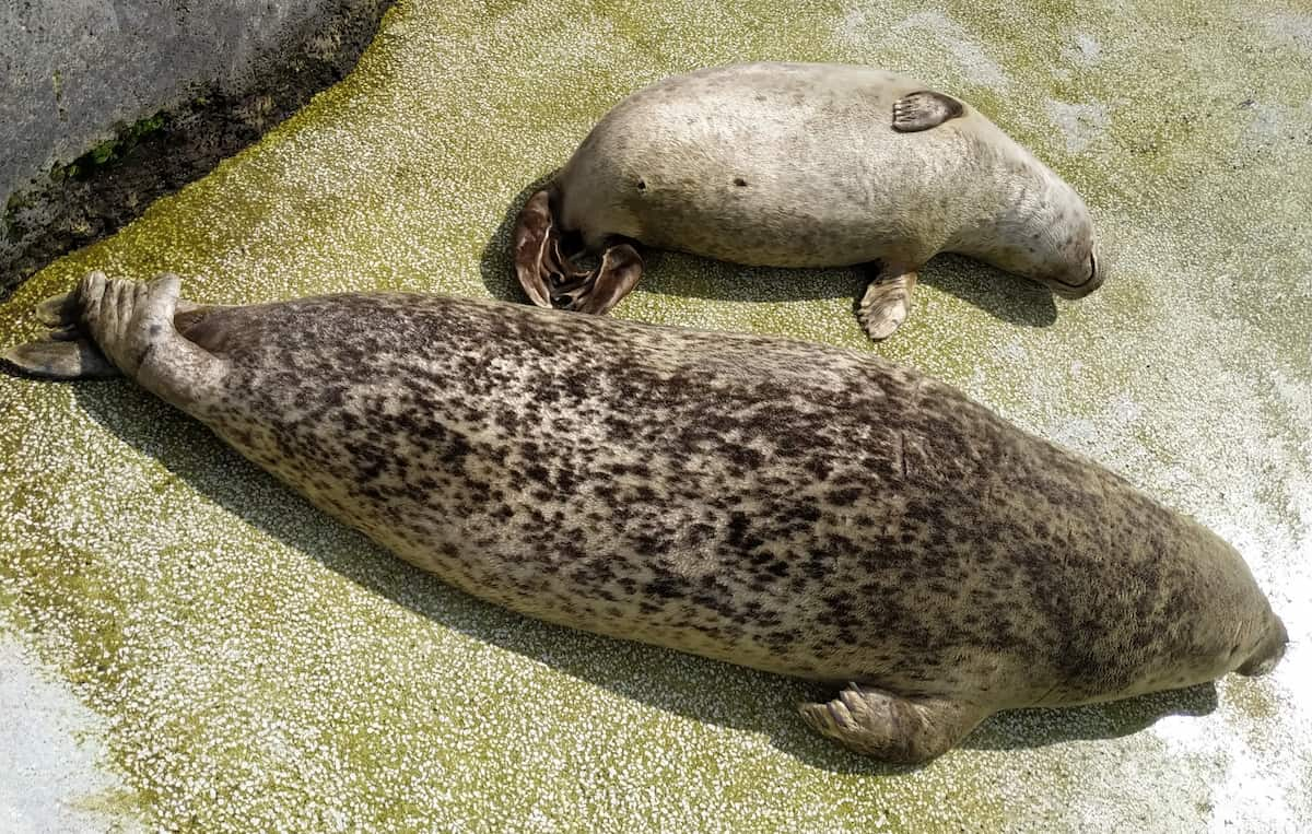 Reykjavik Family Park and Zoo