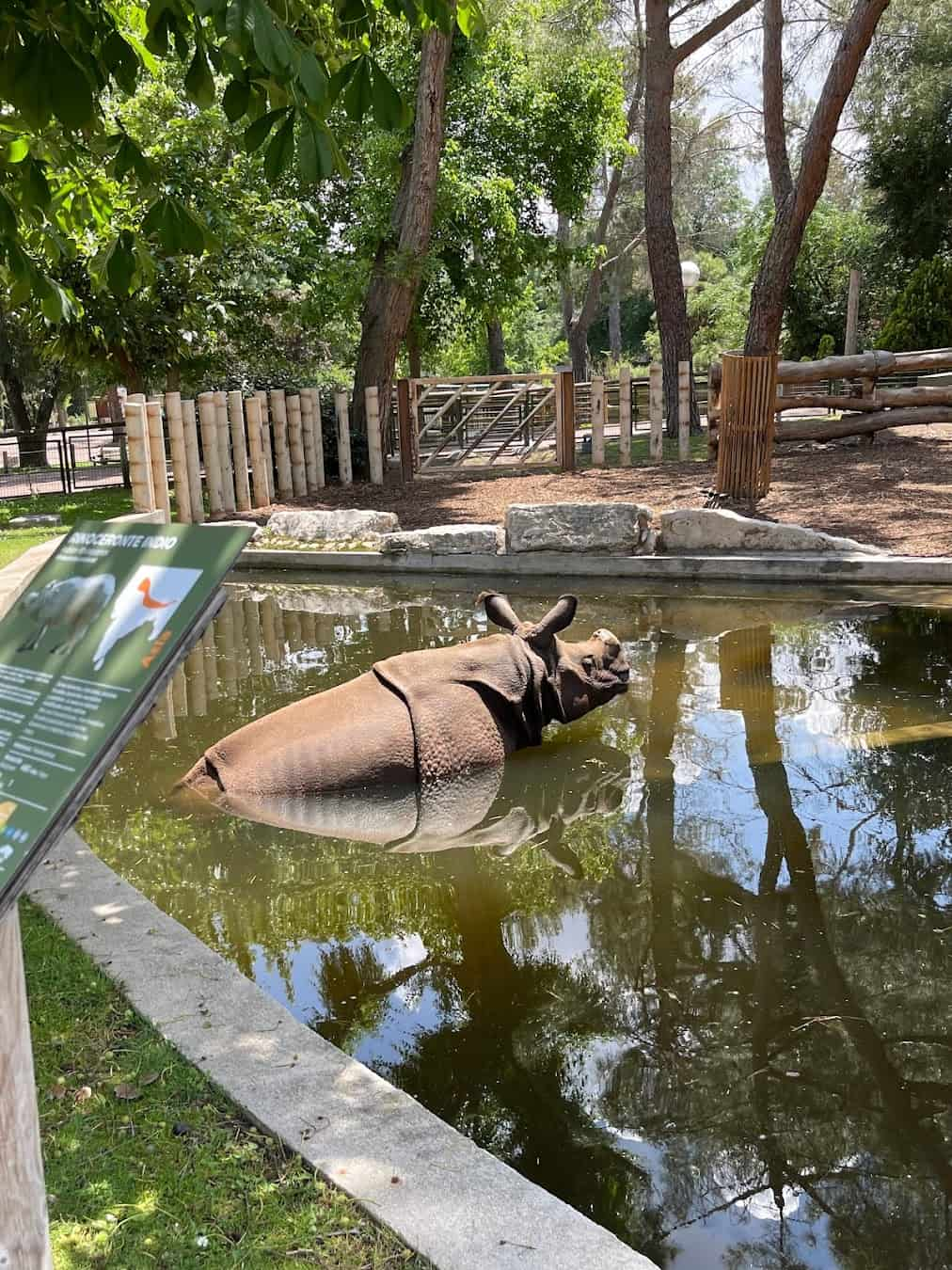 Rhinoceros, Spain