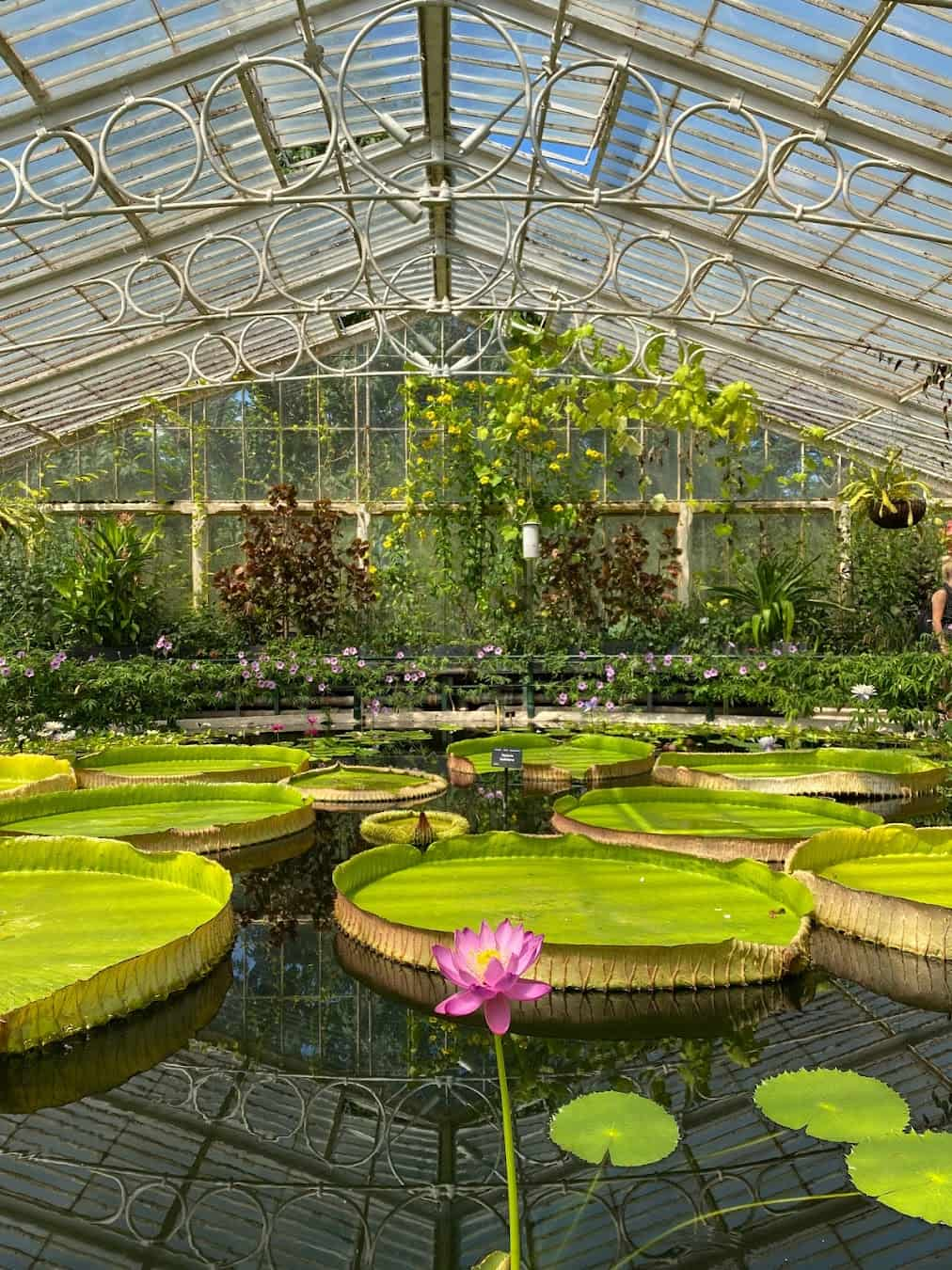 Royal Botanic Garden Lake, Scotland