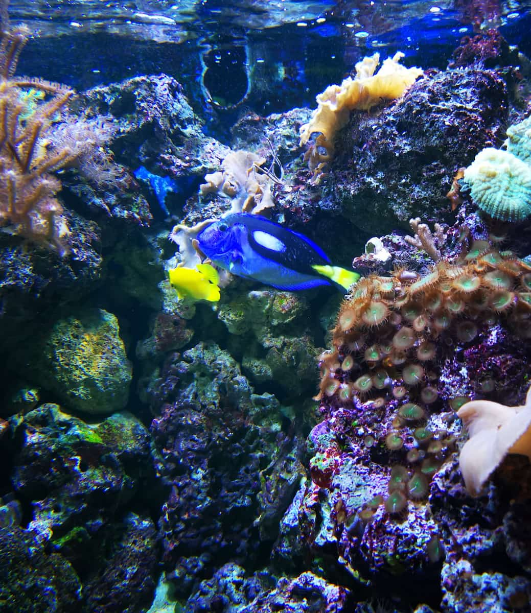 SEA LIFE Blackpool