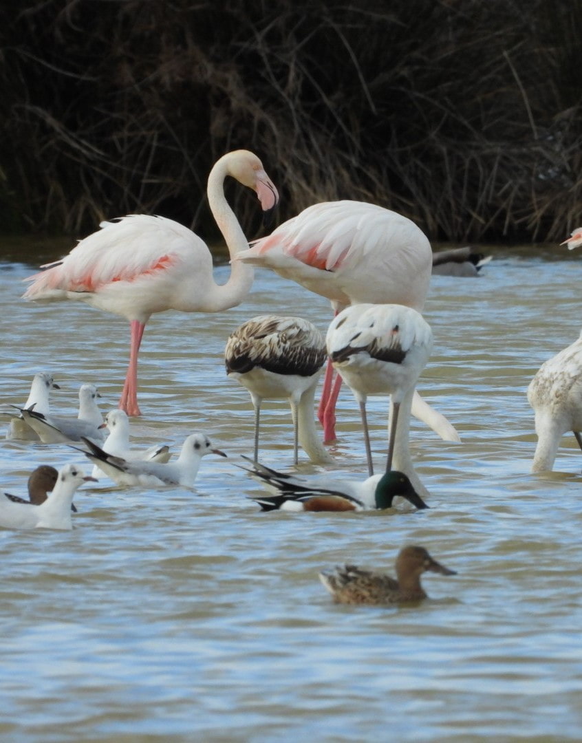 Salgados Lagoon