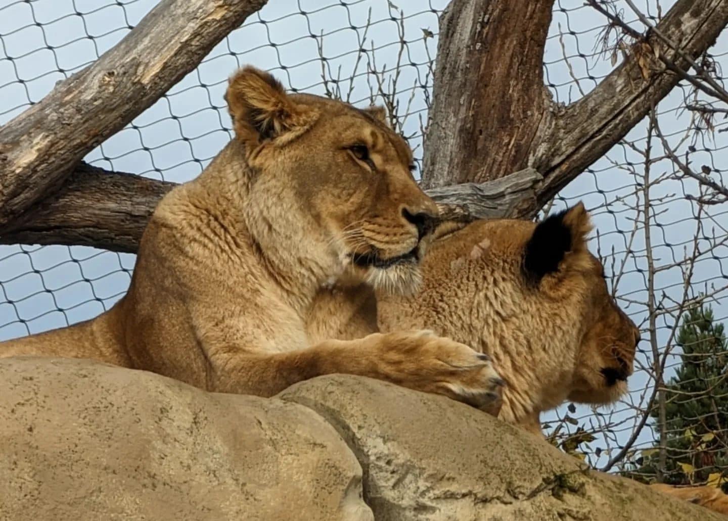 Schönbrunn Zoo