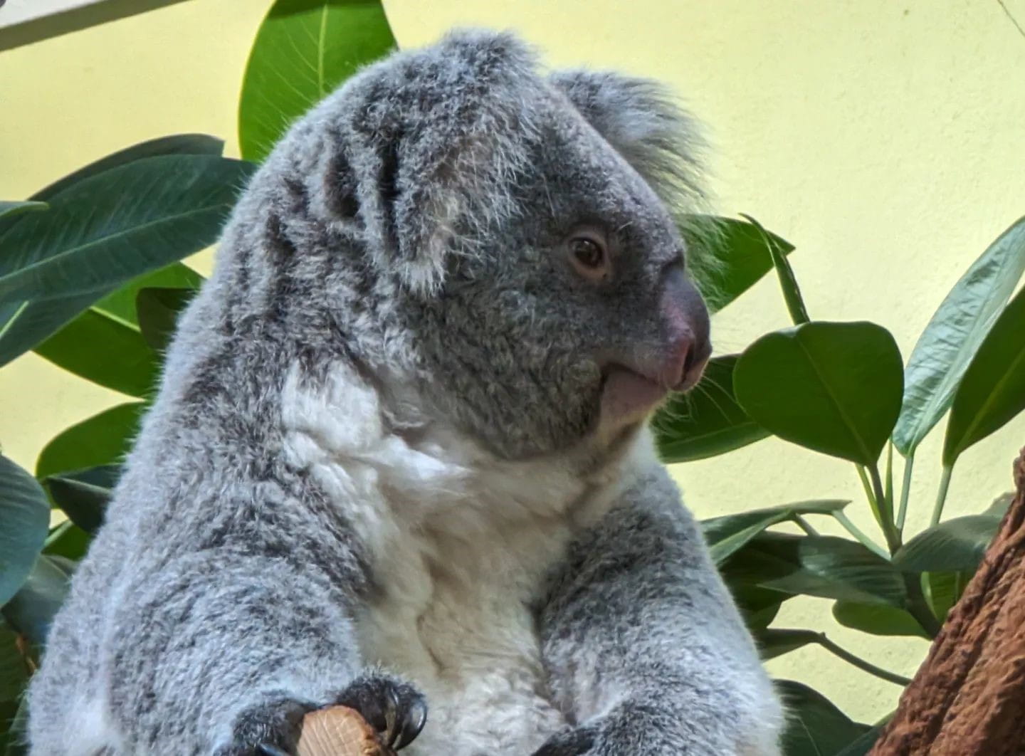 Schönbrunn Zoo