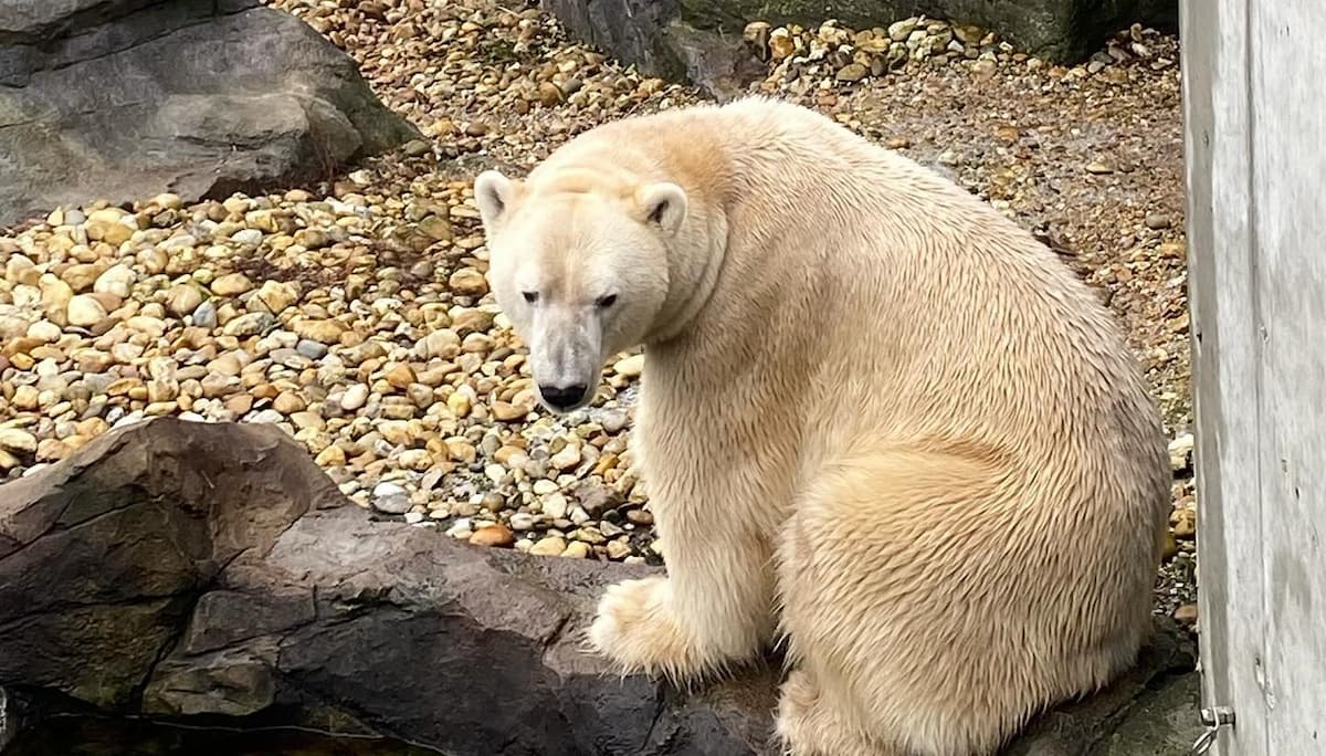 Schönbrunn Zoo