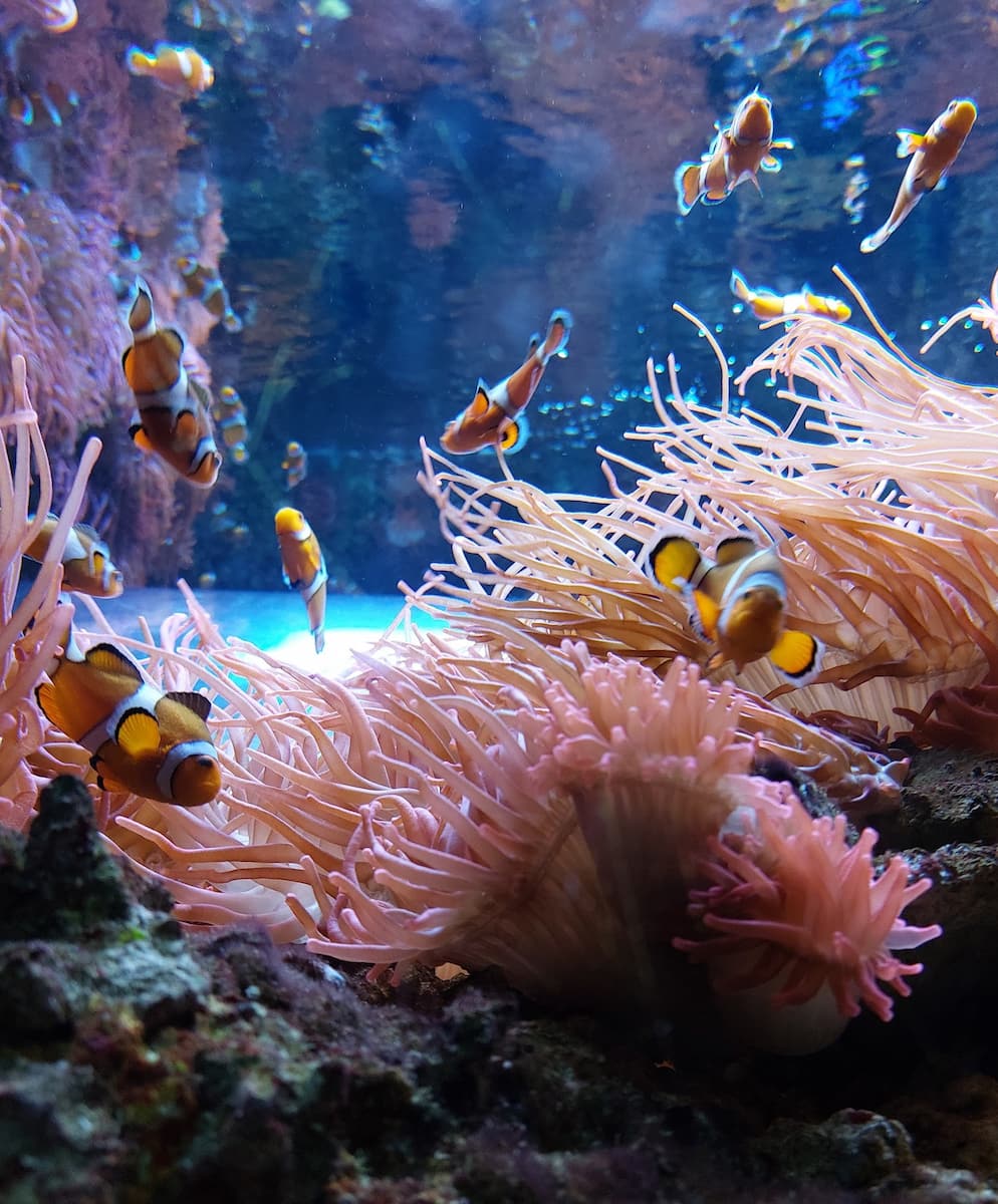 Sea Life Brighton, Clown Fish