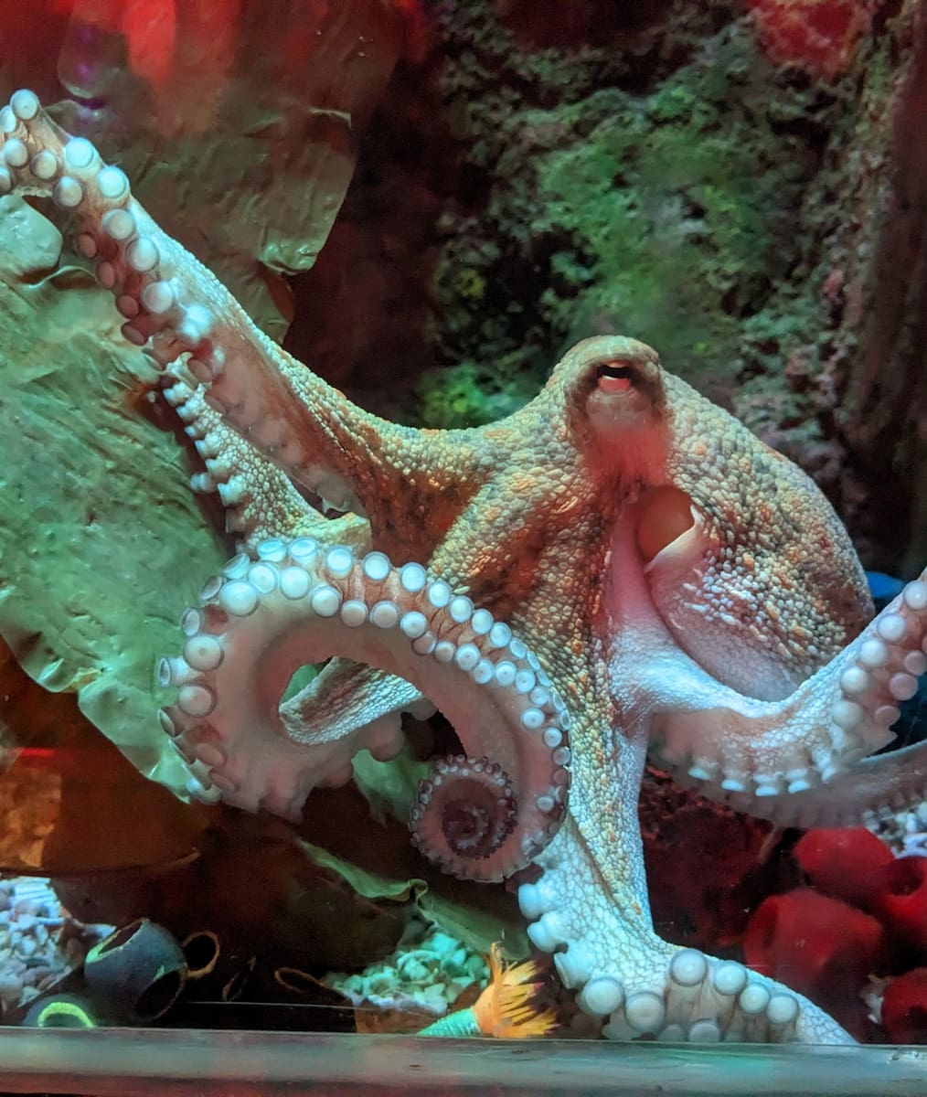 Sea Life Brighton, Octopus