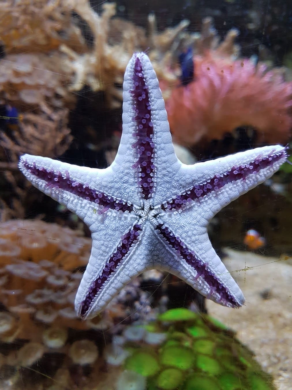 Sea Life Munich Star