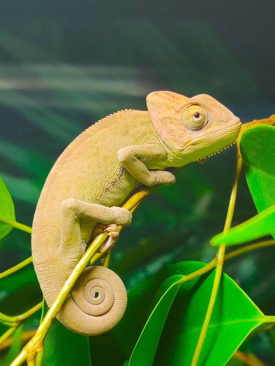 Senegal chameleon, Aquaworld Aquarium