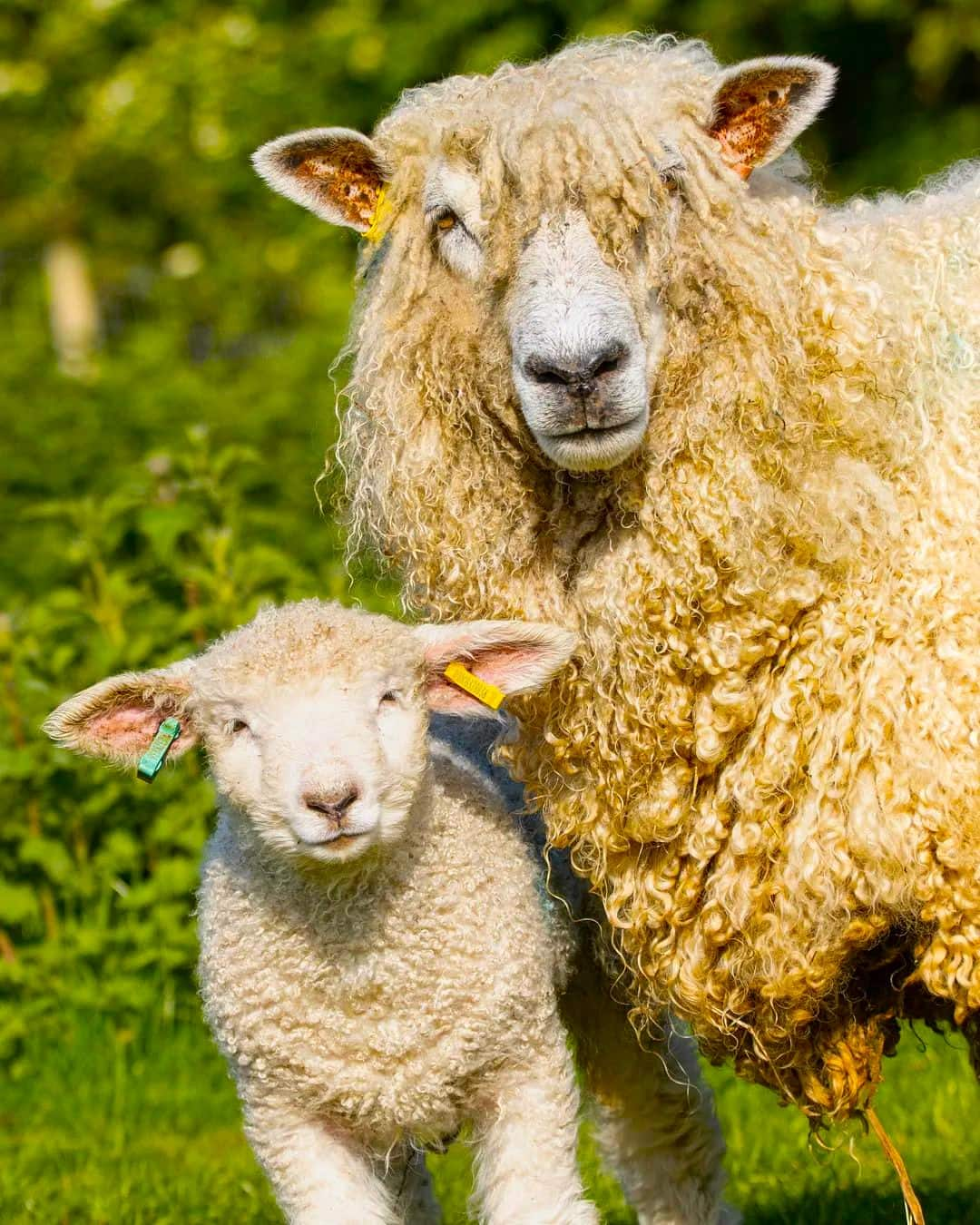 Sheep at Bath City Farm