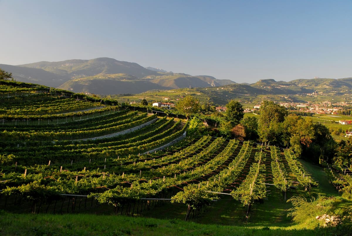 The vineyards of Verona