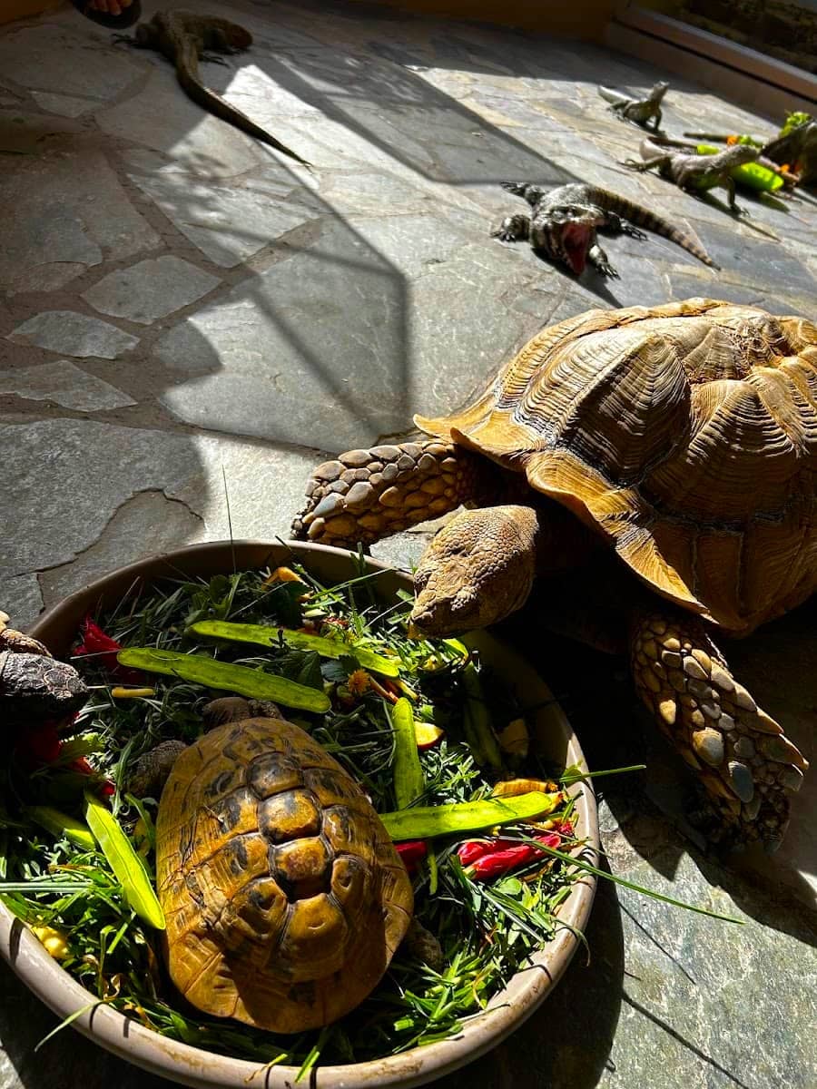 Turtles, Aquaworld Aquarium