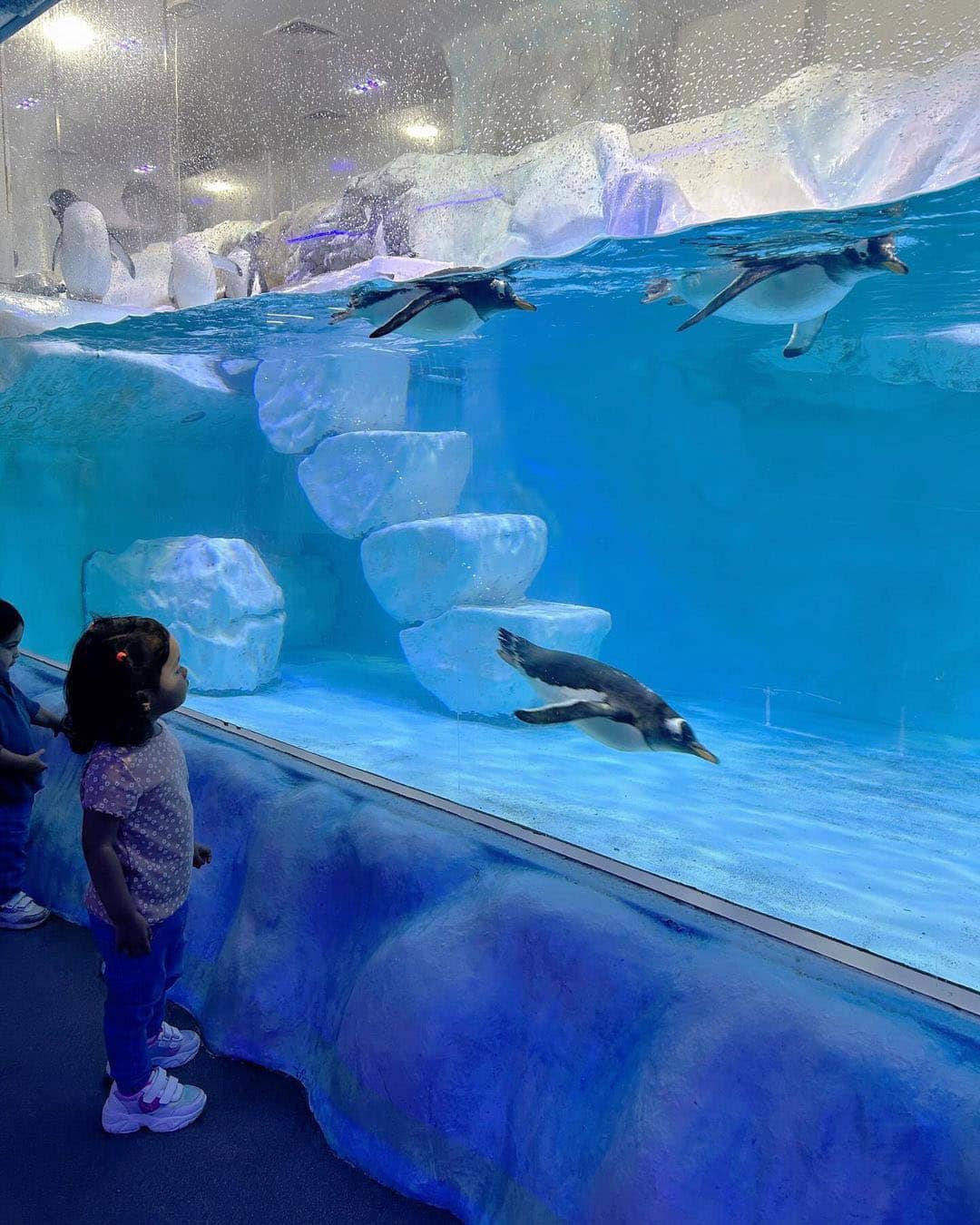 Underwater Zoo, Dubai