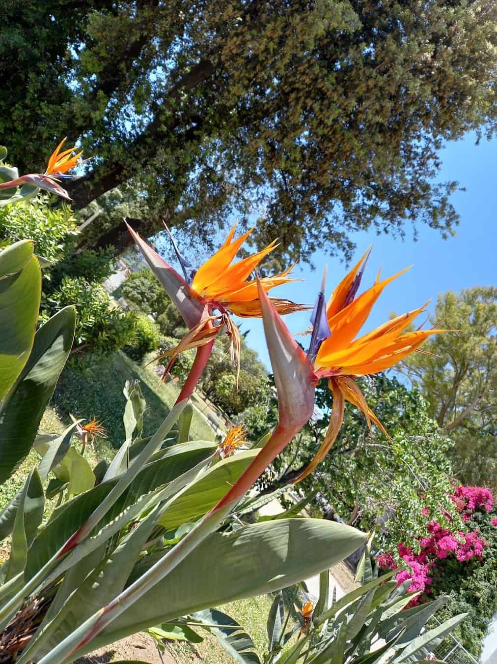 Villa Comunale Flowers, Italy