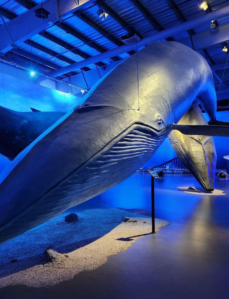 Whales of Iceland Exhibition