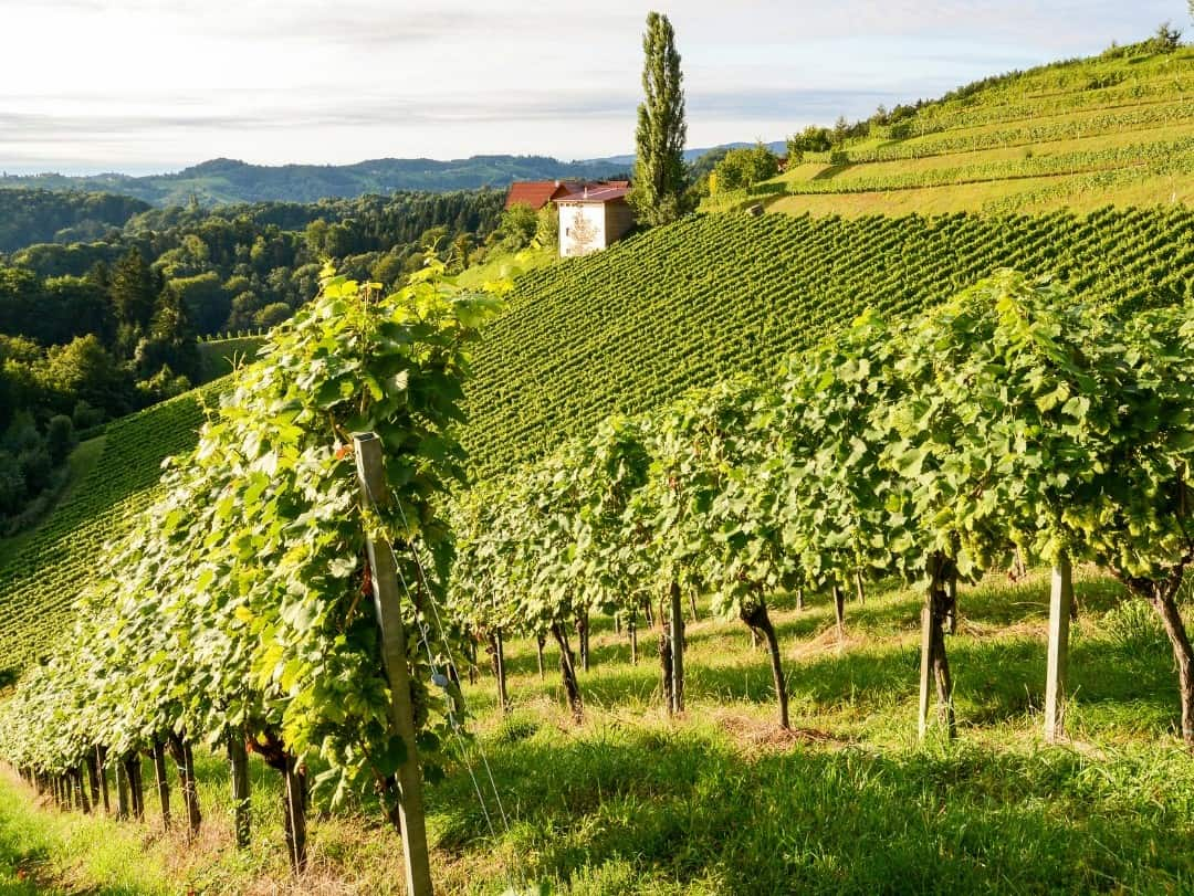 Alsace Wine Route