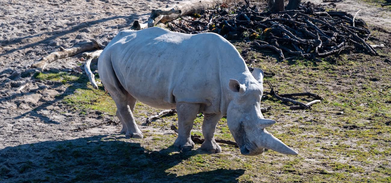 Zurich Zoo