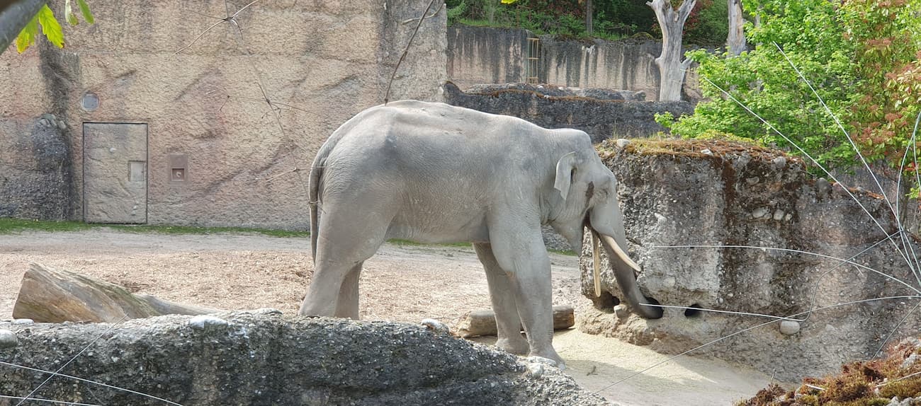 Zurich Zoo