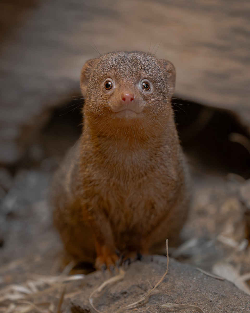 Amsterdam, Artis Zoo, Dwarf mongoose