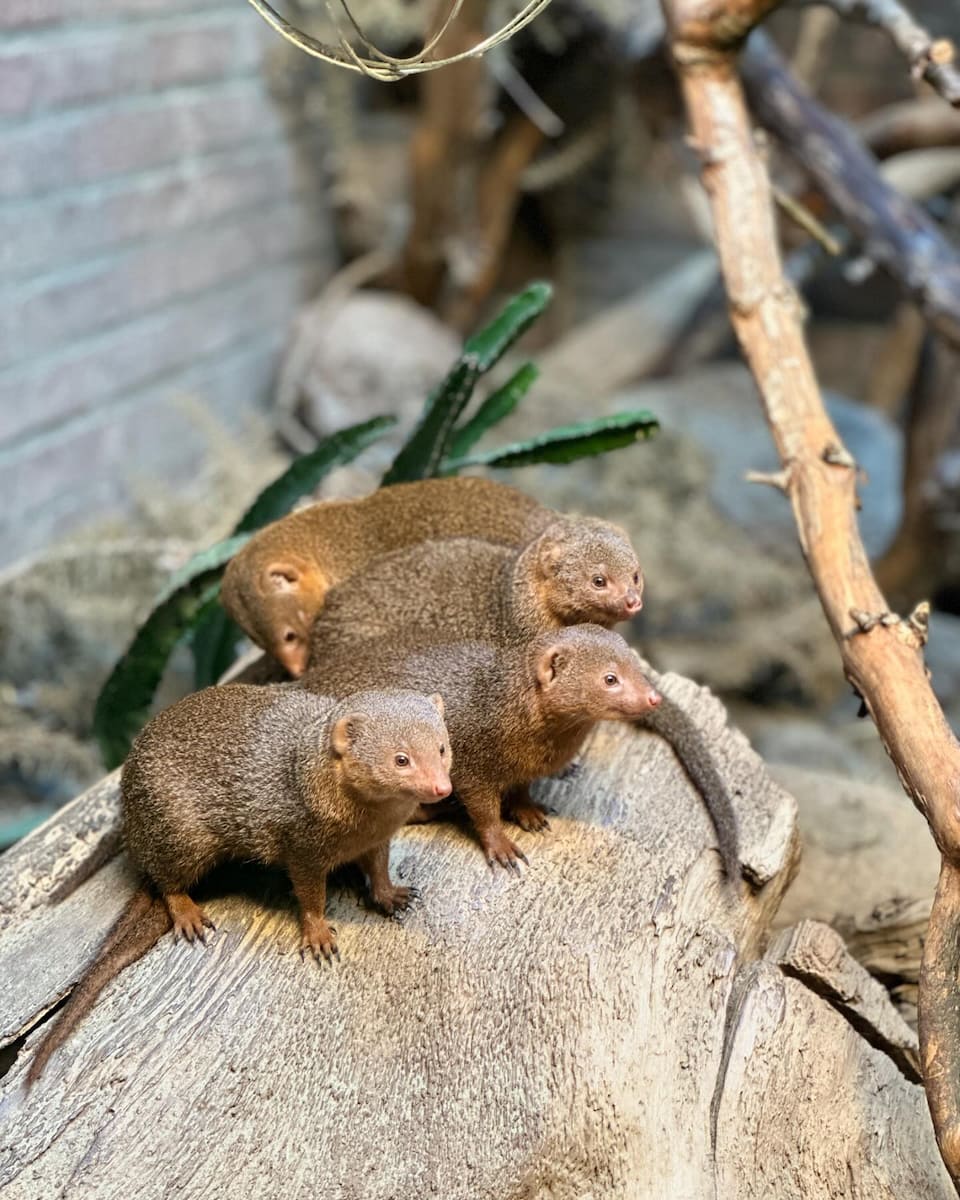 Amsterdam, Artis Zoo, Dwarf mongoose