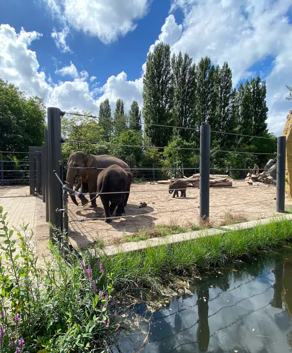 Amsterdam, Artis Zoo, Elephants