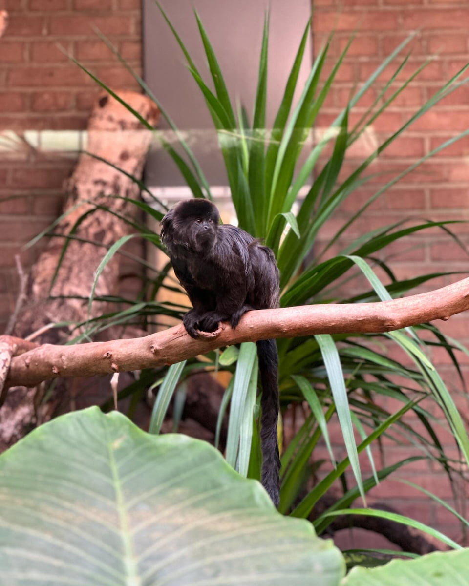 Amsterdam, Artis Zoo, Geldi's marmoset