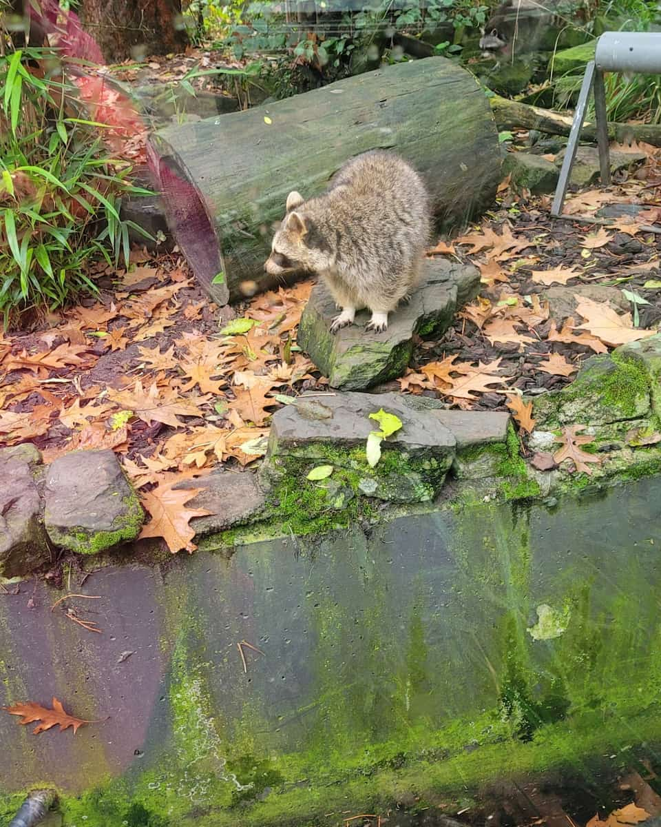 Amsterdam, Artis Zoo, Raccoon