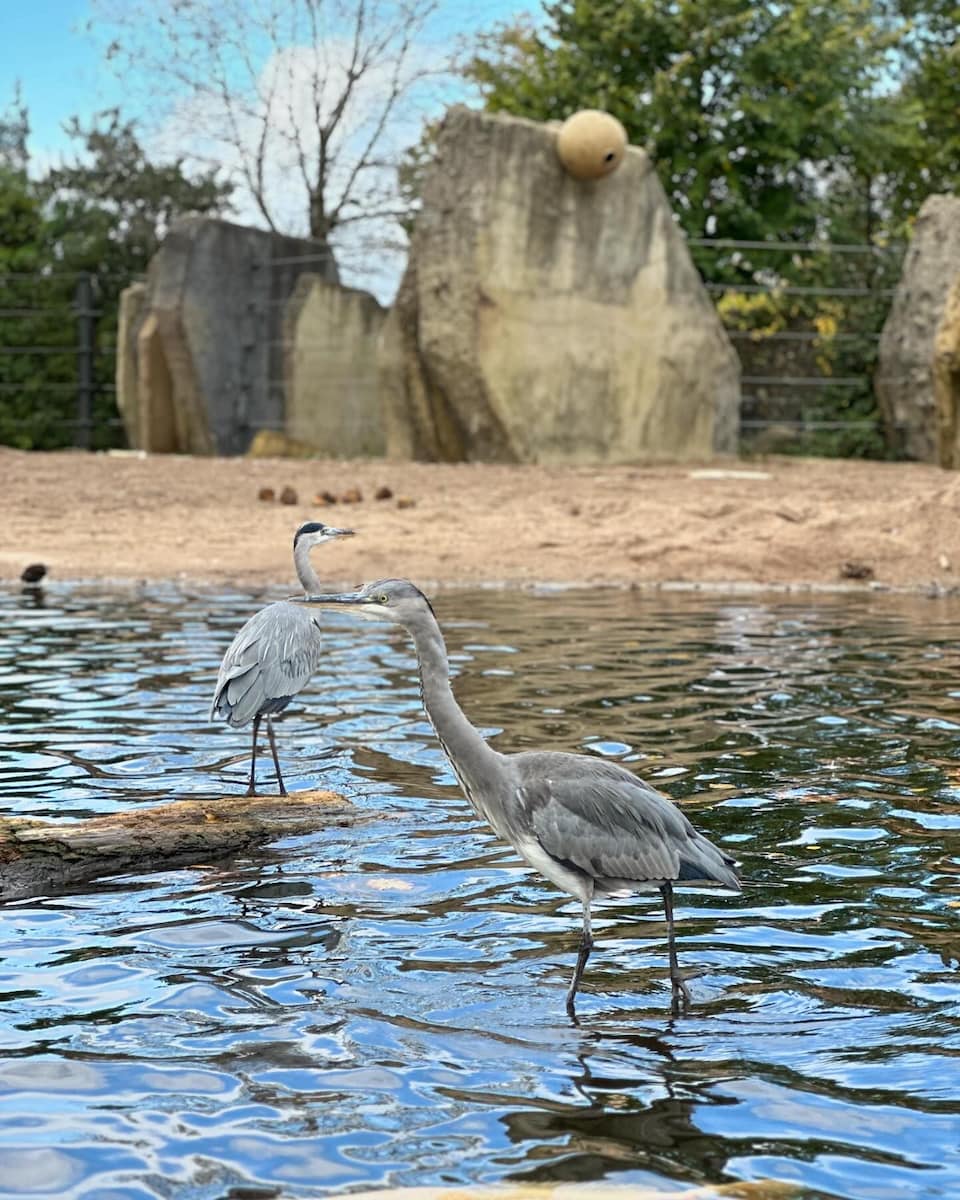 Amsterdam, Artis Zoo, The Grey Heron